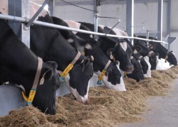 ТҮРКІСТАН ОБЛЫСЫ МАЛ ШАРУАШЫЛЫҒЫ МЕН ЕТ ЭКСПОРТЫНАН КӨШ БАСТАП ТҰР