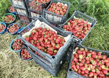 ТҮРКІСТАН: ТӨЛЕБИЛІКТЕР ҚҰЛПЫНАЙ ШАРУАШЫЛЫҒЫН ДАМЫТУДА