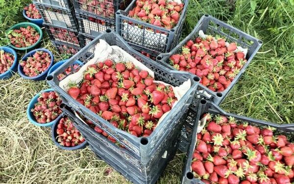 ТҮРКІСТАН: ТӨЛЕБИЛІКТЕР ҚҰЛПЫНАЙ ШАРУАШЫЛЫҒЫН ДАМЫТУДА