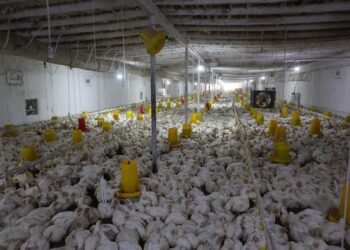 ТҮРКІСТАН: САУРАНДЫҚ ФАБРИКА ЖЫЛЫНА 60 ТОННА ҚҰС ЕТІН ӨНДІРЕДІ