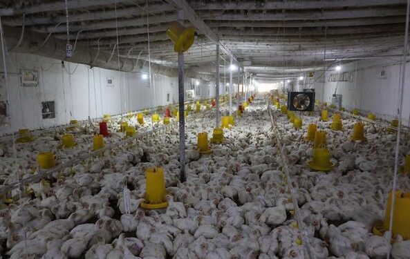 ТҮРКІСТАН: САУРАНДЫҚ ФАБРИКА ЖЫЛЫНА 60 ТОННА ҚҰС ЕТІН ӨНДІРЕДІ