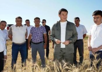 ТҮРКІСТАН ОБЛЫСЫНДА ҚЫРМАНҒА ОРАҚ ТҮСТІ