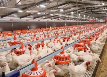 САУРАН АУДАНЫНДА 280 МЫҢ БАСҚА АРНАЛҒАН ҚҰС ФЕРМАСЫ ІСКЕ ҚОСЫЛАДЫ