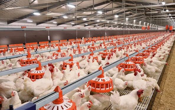 САУРАН АУДАНЫНДА 280 МЫҢ БАСҚА АРНАЛҒАН ҚҰС ФЕРМАСЫ ІСКЕ ҚОСЫЛАДЫ