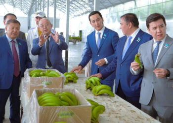 Түркістан өңірінде банан өсіріліп жатыр