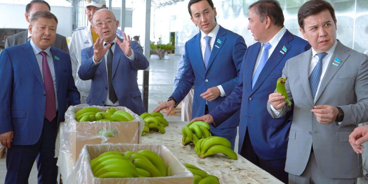 Түркістан өңірінде банан өсіріліп жатыр