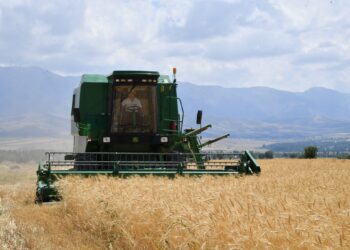 ТҮРКІСТАН ОБЛЫСЫНДА АУЫЛ ШАРУАШЫЛЫҒЫНДА 1,1 ТРЛН ТЕҢГЕНІҢ ӨНІМІ ӨНДІРІЛІП, ӨҢІР РЕСПУБЛИКАДА КӨШ БАСТАДЫ