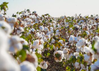 ТҮРКІСТАН ОБЛЫСЫНДА МАҚТА, ЕТ ЖӘНЕ ЖҮГЕРІ КЛАСТЕРІ ҚҰРЫЛЫП, ТЕРЕҢ ӨҢДЕУ КӨРСЕТКІШІ ҰЛҒАЮДА