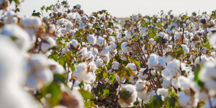 ТҮРКІСТАН ОБЛЫСЫНДА МАҚТА, ЕТ ЖӘНЕ ЖҮГЕРІ КЛАСТЕРІ ҚҰРЫЛЫП, ТЕРЕҢ ӨҢДЕУ КӨРСЕТКІШІ ҰЛҒАЮДА