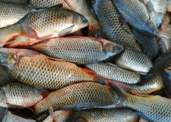 Түркістан облысында балық шаруашылығы қарқынды дамуда: шаруашылықтар саны 209-ға жетті