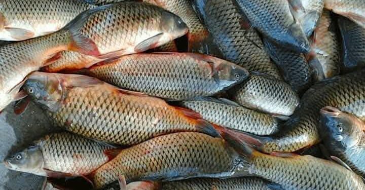 Түркістан облысында балық шаруашылығы қарқынды дамуда: шаруашылықтар саны 209-ға жетті