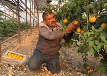 Түркістандық шаруа жылыжайда жылына 200 тонна лимон өндіруде
