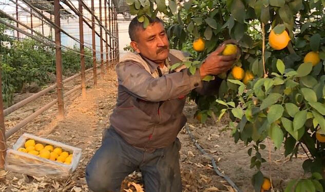 Түркістандық шаруа жылыжайда жылына 200 тонна лимон өндіруде