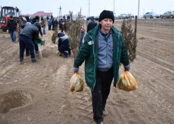 Түркістан: Отырарлық тұрғындар ауылды көркейту жұмыстарын белсенді жүргізуде