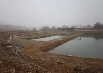 Төлеби ауданында инвестор 400 млн теңгеге балық шаруашылығын қолға алды