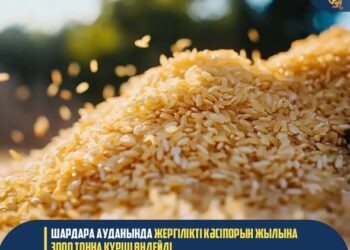 Шардара ауданында жергілікті кәсіпорын жылына 3 000 тонна күріш өңдейді