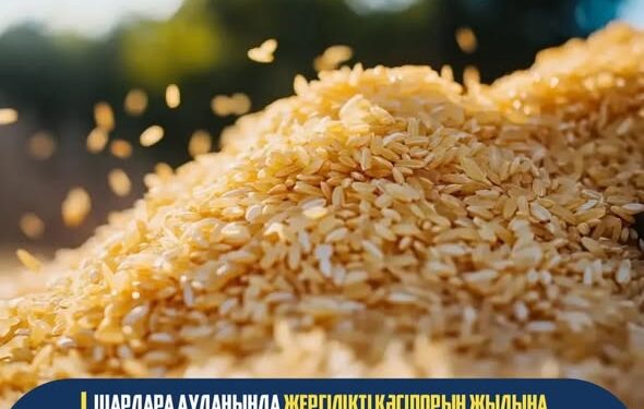 Шардара ауданында жергілікті кәсіпорын жылына 3 000 тонна күріш өңдейді