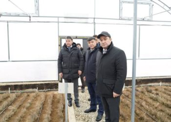 ТҮРКІСТАН ОБЛЫСЫНДА 10 ГЕКТАР АУМАҚҚА ЗАМАНАУИ ОРМАН ТҰҚЫМБАҒЫ САЛЫНЫП ЖАТЫР