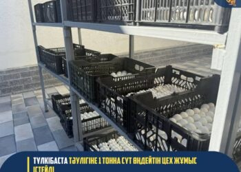 Түлкібас ауданында кәсіпкерлік саласы дамып, жаңа өндіріс орындары іске қосылуда