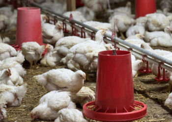 Түркістан облысында халықаралық аграрлық жоба жүзеге асырылып жатыр