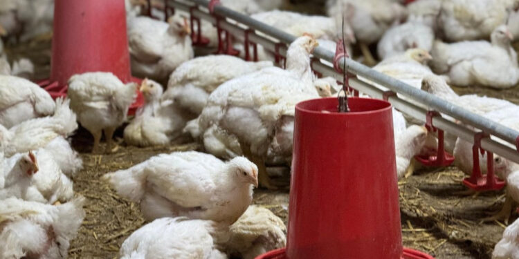 Түркістан облысында халықаралық аграрлық жоба жүзеге асырылып жатыр