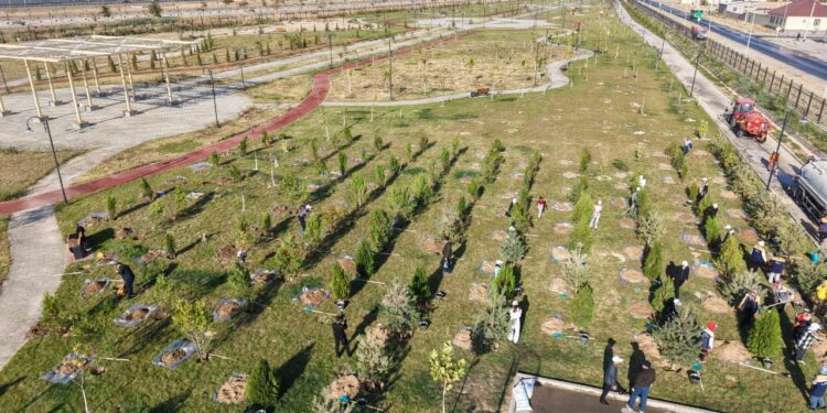 ТҮРКІСТАН ОБЛЫСЫНДА БИЫЛ 1 МЛН ТҮП КӨШЕТ ЕГІЛЕДІ