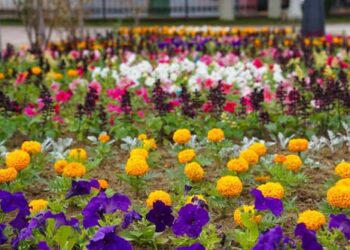 ОРДАБАСЫ АУДАНЫНДА ИНФРАҚҰРЫЛЫМДЫ ЖАҢҒЫРТУ МЕН КӨГАЛДАНДЫРУ ЖҰМЫСТАРЫ КЕҢ КӨЛЕМДЕ ЖҮРГІЗІЛУДЕ