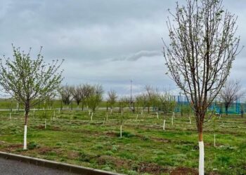 ТҮРКІСТАН: СОЗАҚТА «ЖАСЫЛ БЕЛДЕУ» ЖОБАСЫ КЕҢЕЙІП, КӨГАЛДАНДЫРУ ЖҰМЫСТАРЫ ҚАРҚЫН АЛДЫ