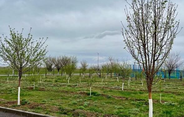 ТҮРКІСТАН: СОЗАҚТА «ЖАСЫЛ БЕЛДЕУ» ЖОБАСЫ КЕҢЕЙІП, КӨГАЛДАНДЫРУ ЖҰМЫСТАРЫ ҚАРҚЫН АЛДЫ