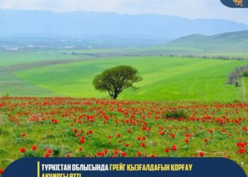 ТҮРКІСТАН ОБЛЫСЫ: ТҮЛКІБАС АУДАНЫНДАҒЫ ШҰБАЙҚЫЗЫЛ ШОҚЫСЫНДА ГРЕЙГ ҚЫЗҒАЛДАҒЫН ҚОРҒАУҒА АРНАЛҒАН КЕҢ АУҚЫМДЫ ЭКОЛОГИЯЛЫҚ АКЦИЯ ӨТТІ