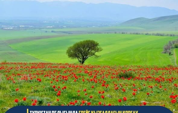 ТҮРКІСТАН ОБЛЫСЫ: ТҮЛКІБАС АУДАНЫНДАҒЫ ШҰБАЙҚЫЗЫЛ ШОҚЫСЫНДА ГРЕЙГ ҚЫЗҒАЛДАҒЫН ҚОРҒАУҒА АРНАЛҒАН КЕҢ АУҚЫМДЫ ЭКОЛОГИЯЛЫҚ АКЦИЯ ӨТТІ