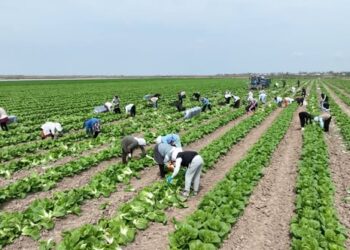 Түркістан облысында қырыққабаттан ерте өнім алынуда: су уақтылы берілгендіктен диқандар жоғары нәтижеге қол жеткізді