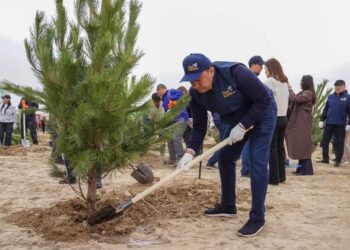 «ТАЗА ҚАЗАҚСТАН»: ТҮРКІСТАНДА 2 МЫҢНАН АСТАМ АҒАШ ЕГІЛІП, ЖАСЫЛ БЕЛДЕУ КЕҢЕЙТІЛДІ