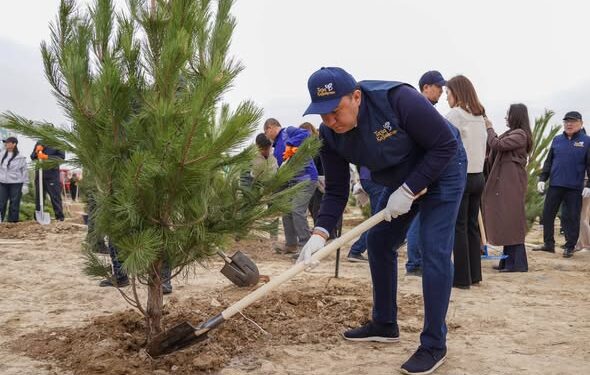 «ТАЗА ҚАЗАҚСТАН»: ТҮРКІСТАНДА 2 МЫҢНАН АСТАМ АҒАШ ЕГІЛІП, ЖАСЫЛ БЕЛДЕУ КЕҢЕЙТІЛДІ