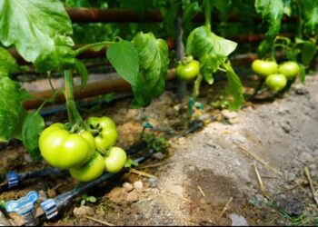 ҚАЗЫҒҰРТТЫҚ ШАРУАНЫҢ ЖЫЛЫЖАЙ БИЗНЕСІ: «АУЫЛ АМАНАТЫ» БАҒДАРЛАМАСЫ АУЫЛ ЭКОНОМИКАСЫНА ТЫҢ СЕРПІН БЕРУДЕ