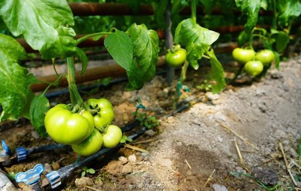 ҚАЗЫҒҰРТТЫҚ ШАРУАНЫҢ ЖЫЛЫЖАЙ БИЗНЕСІ: «АУЫЛ АМАНАТЫ» БАҒДАРЛАМАСЫ АУЫЛ ЭКОНОМИКАСЫНА ТЫҢ СЕРПІН БЕРУДЕ