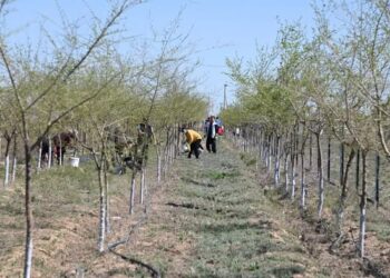 СОЗАҚ АУДАНЫНДА ӨТКЕН АУҚЫМДЫ СЕНБІЛІККЕ 9000-ҒА ЖУЫҚ ТҰРҒЫН ҚАТЫСТЫ