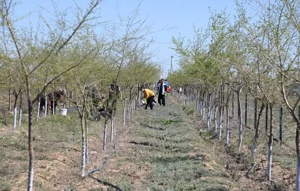 СОЗАҚ АУДАНЫНДА ӨТКЕН АУҚЫМДЫ СЕНБІЛІККЕ 9000-ҒА ЖУЫҚ ТҰРҒЫН ҚАТЫСТЫ