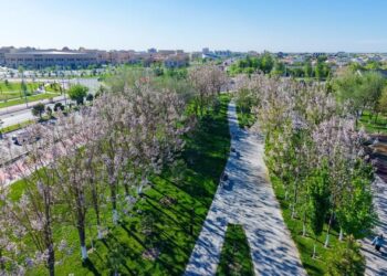 ТҮРКІСТАН ОБЛЫСЫНДА ПАВЛОНИЯ ӨСІРУ АУҚЫМЫ КЕҢЕЙІП КЕЛЕДІ