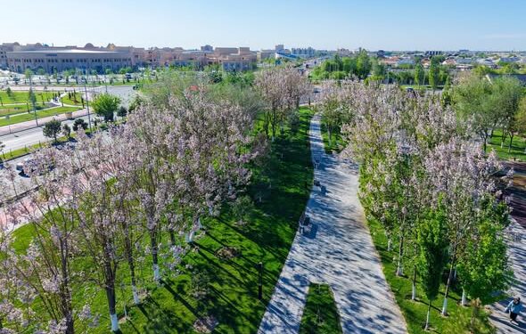 ТҮРКІСТАН ОБЛЫСЫНДА ПАВЛОНИЯ ӨСІРУ АУҚЫМЫ КЕҢЕЙІП КЕЛЕДІ