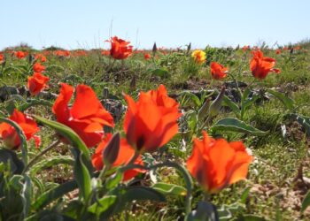 ТҮРКІСТАН ОБЛЫСЫНДА ҚЫЗҒАЛДАҚТЫ ҚОРҒАУҒА АРНАЛҒАН ЭКОЛОГИЯЛЫҚ АКЦИЯ ӨТТІ