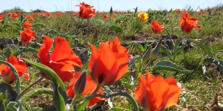 ТҮРКІСТАН ОБЛЫСЫНДА ҚЫЗҒАЛДАҚТЫ ҚОРҒАУҒА АРНАЛҒАН ЭКОЛОГИЯЛЫҚ АКЦИЯ ӨТТІ