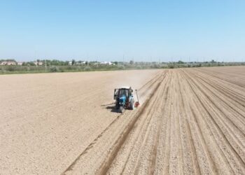 ТҮРКІСТАН: МАҚТААРАЛДА МАҚТА ЕГУ НАУҚАНЫ БАСТАЛДЫ