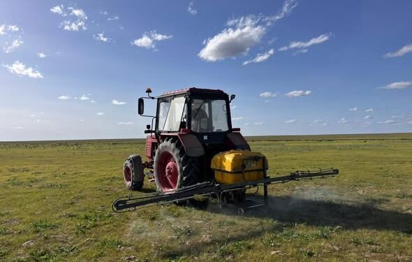 САУРАН АУДАНЫНДА ШЕГІРТКЕ ЗИЯНКЕСТЕРІНЕ ҚАРСЫ КЕШЕНДІ ДӘРІЛЕУ ЖҰМЫСТАРЫ ЖҮЙЕЛІ ТҮРДЕ ЖАЛҒАСУДА