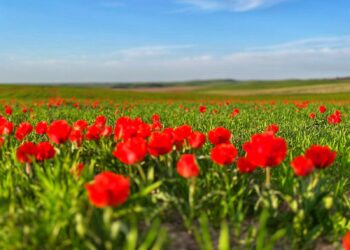 ТҮРКІСТАН: ҚАЗЫҒҰРТТА ҚЫЗЫЛ КІТАПҚА ЕНГЕН ГРЕЙГ ҚЫЗҒАЛДАҒЫ ГҮЛДЕДІ