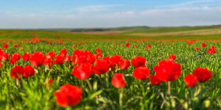 ТҮРКІСТАН: ҚАЗЫҒҰРТТА ҚЫЗЫЛ КІТАПҚА ЕНГЕН ГРЕЙГ ҚЫЗҒАЛДАҒЫ ГҮЛДЕДІ