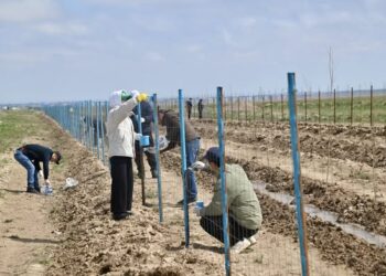 Созақ ауданында «Таза аула» акциясы аясында ауқымды сенбілік өтіп, 115 тонна қоқыс шығарылды