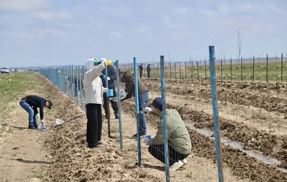 Созақ ауданында «Таза аула» акциясы аясында ауқымды сенбілік өтіп, 115 тонна қоқыс шығарылды